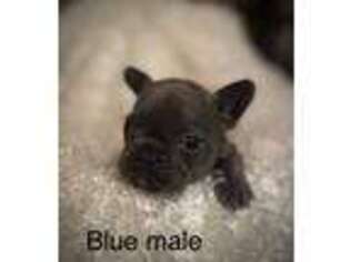 French Bulldog Puppy for sale in Enid, MS, USA