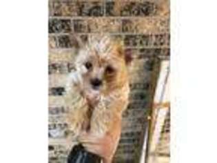 Yorkshire Terrier Puppy for sale in Holland, TX, USA