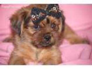 Shorkie Tzu Puppy for sale in Atoka, OK, USA