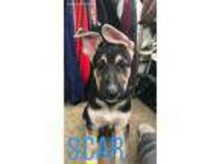 German Shepherd Dog Puppy for sale in Eugene, OR, USA