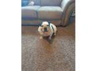 Bulldog Puppy for sale in Buffalo, MO, USA