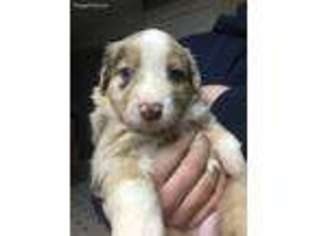 Australian Shepherd Puppy for sale in Randolph, NY, USA