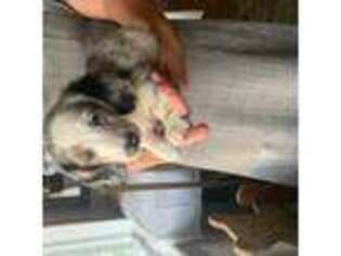 Dachshund Puppy for sale in Prattsburgh, NY, USA