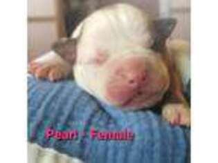 American Bulldog Puppy for sale in Uniontown, KS, USA