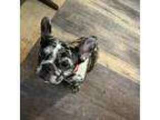 French Bulldog Puppy for sale in Omaha, NE, USA