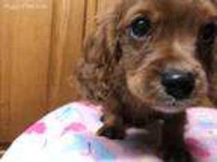 Cavapoo Puppy for sale in Woodruff, WI, USA