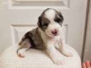 Miniature Australian Shepherd Puppy for sale in Auburn, AL, USA