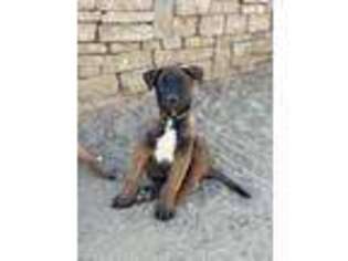 Belgian Malinois Puppy for sale in Norco, CA, USA