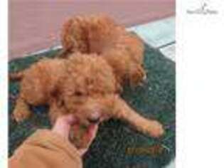 Goldendoodle Puppy for sale in Manhattan, KS, USA