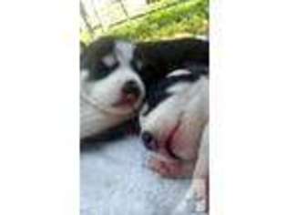 Siberian Husky Puppy for sale in TEXAS CITY, TX, USA