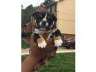 Bulldog Puppy for sale in Decatur, GA, USA