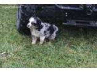 Australian Shepherd Puppy for sale in Laurelville, OH, USA
