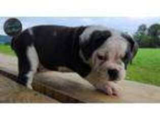 Olde English Bulldogge Puppy for sale in Mansfield, PA, USA
