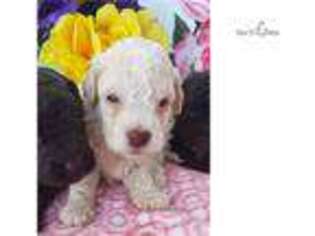 Puppyfinder.com: Lagotto Romagnolo puppies puppies for ...