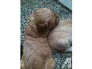 Goldendoodle Puppy for sale in STAMPS, AR, USA