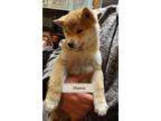 View Ad Shiba Inu Puppy For Sale Colorado Denver Usa