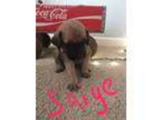 Mastiff Puppy for sale in Guntersville, AL, USA