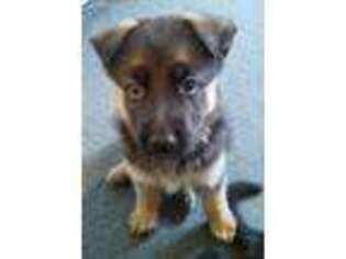German Shepherd Dog Puppy for sale in Livonia, MI, USA