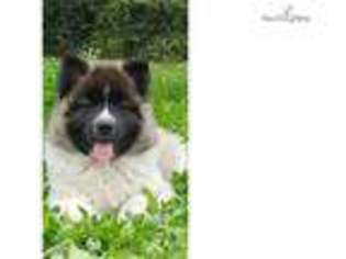 Akita Puppy for sale in Anchorage, AK, USA