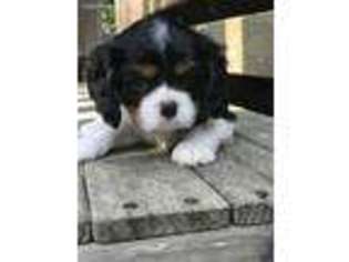 Cavalier King Charles Spaniel Puppy for sale in Somerville, TN, USA