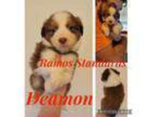 Australian Shepherd Puppy for sale in Pottstown, PA, USA