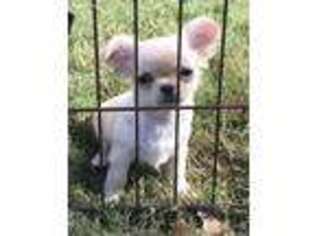 Chihuahua Puppy for sale in Columbiana, AL, USA