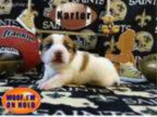 Jack Russell Terrier Puppy for sale in Amite, LA, USA