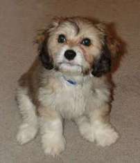 Cavachon Puppy for sale in Buffalo, NY, USA