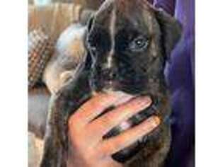 Boxer Puppy for sale in Apple Valley, CA, USA