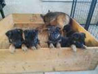 German Shepherd Dog Puppy for sale in Pittsburg, CA, USA