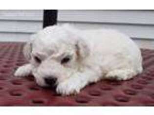 Bichon Frise Puppy for sale in Millersburg, IN, USA