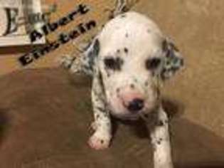 Dalmatian Puppy for sale in Dallas, TX, USA