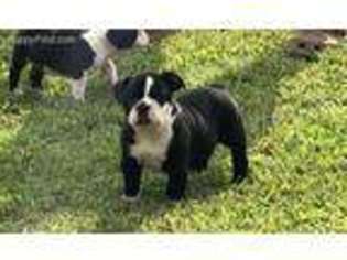 Olde English Bulldogge Puppy for sale in Pisgah, AL, USA