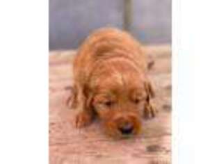 Golden Retriever Puppy for sale in Carson, CA, USA