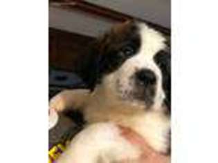 Saint Bernard Puppy for sale in Massapequa Park, NY, USA