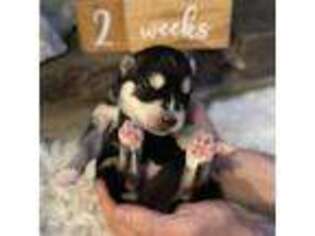 Siberian Husky Puppy for sale in Everett, WA, USA