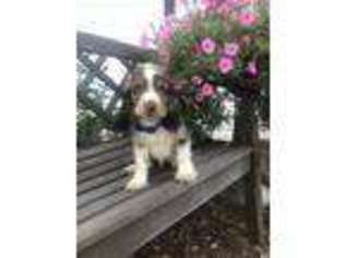 Cocker Spaniel Puppy for sale in Boonville, NC, USA