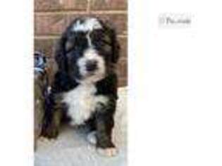 Buggs Puppy for sale in Saint Louis, MO, USA