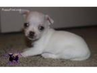 Chihuahua Puppy for sale in Crowley, LA, USA