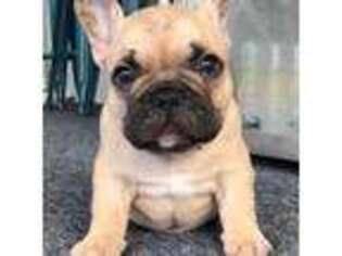 French Bulldog Puppy for sale in Englewood, FL, USA