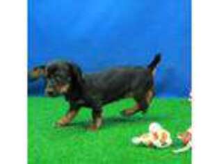 Dachshund Puppy for sale in Hickory, NC, USA
