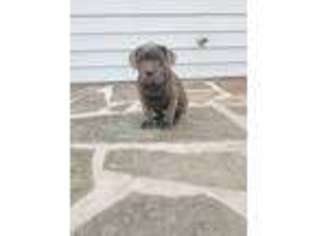 Cane Corso Puppy for sale in Elizabethtown, PA, USA
