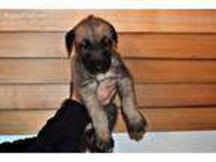 Irish Wolfhound Puppy for sale in New London, MN, USA