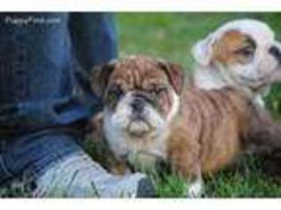 Bulldog Puppy for sale in Washington, KS, USA