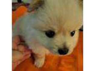 Pomeranian Puppy for sale in Sunnyvale, CA, USA