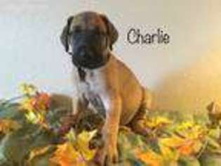 Great Dane Puppy for sale in Vernal, UT, USA