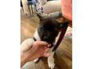Akita Puppy for sale in Conway, AR, USA