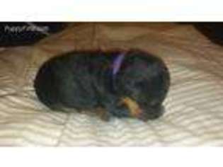 Airedale Terrier Puppy for sale in Iuka, IL, USA