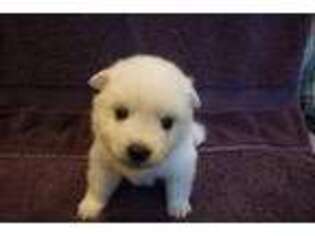American Eskimo Dog Puppy for sale in Houston, TX, USA