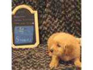 Golden Retriever Puppy for sale in Homeland, CA, USA